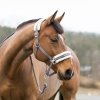Еквкстриан американский пейнт Хорс